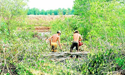 Mangrove forests are gradually being cleared in Bac Lieu Province (Photo: SGGP)
